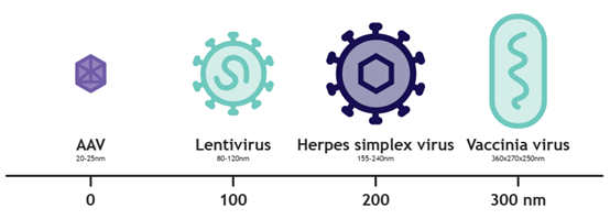 基于新型納米纖維的LentiHERO在LVV和HSV純化工藝中的應(yīng)用